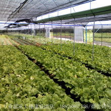 寿光永强大棚保温被厂 守护冬日里的蔬菜“温暖家园”