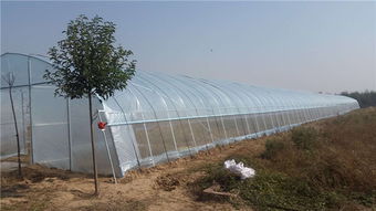 郑州蔬菜大棚建设成本解析及实地高清大图展示