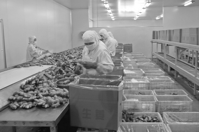 从田间到餐桌 中国蔬菜追溯体系建设的全景透视