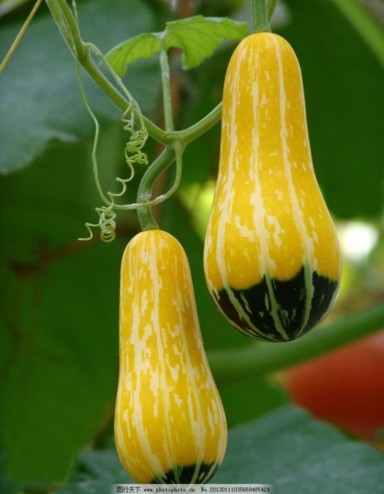 藤瓜 餐桌上的夏日清欢